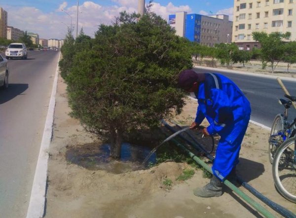 Деревья в Актау начали поливать в рамках ГЧП