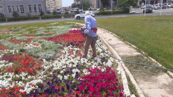 Деревья в Актау начали поливать в рамках ГЧП