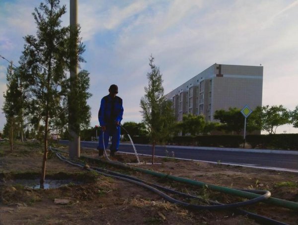 Деревья в Актау начали поливать в рамках ГЧП