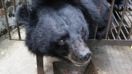 Женщине продали вместо собаки редкого медведя в Китае 