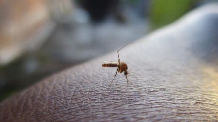 Назван самый привлекательный для комаров тип людей
