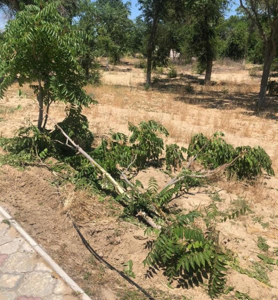 Спецтехника разрушила плитку в парке Актау