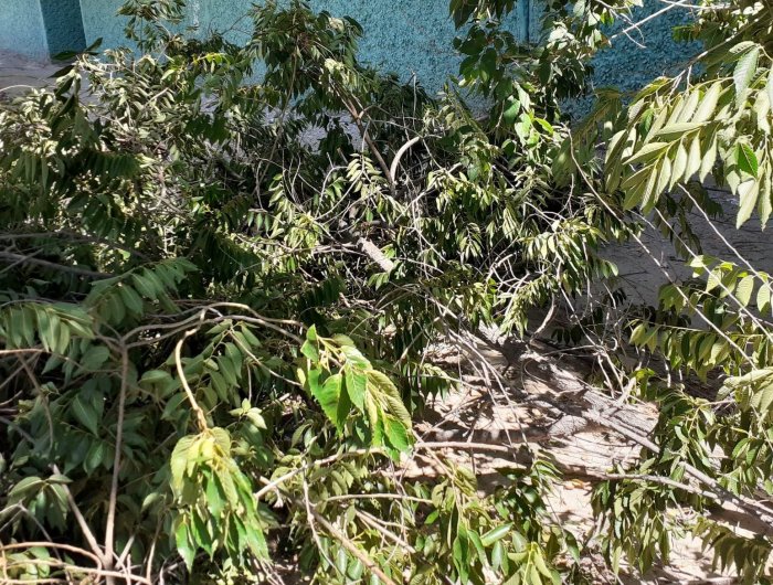 Новые жильцы многоэтажки Актау спилили многолетние деревья ради вида из окна