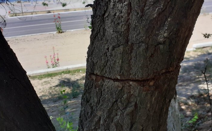 Новые жильцы многоэтажки Актау спилили многолетние деревья ради вида из окна