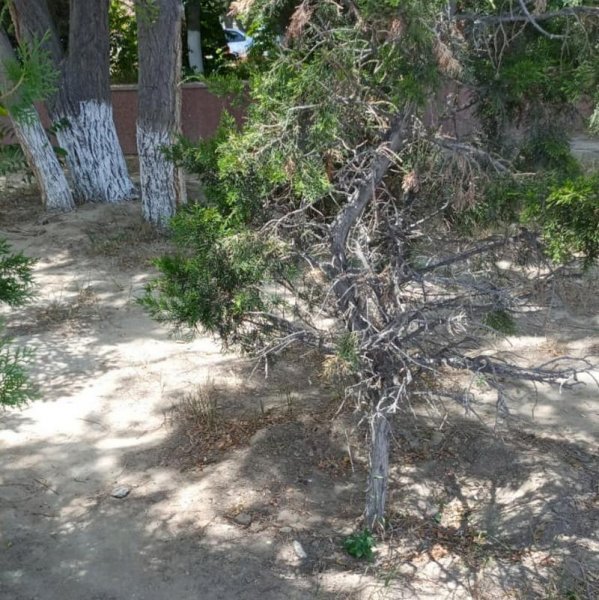 Туи высыхают в центре Актау