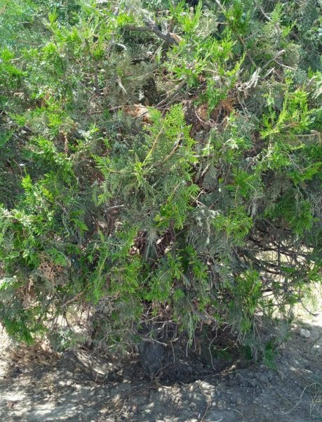 Туи высыхают в центре Актау