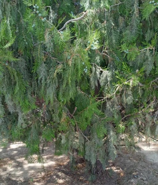 Туи высыхают в центре Актау