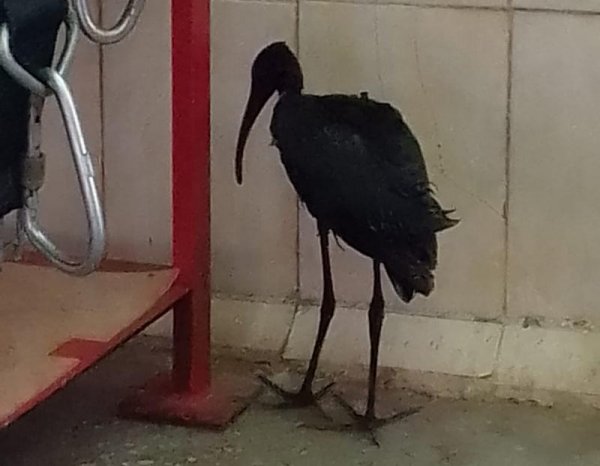 Рабочие из Актау помогли африканской цапле