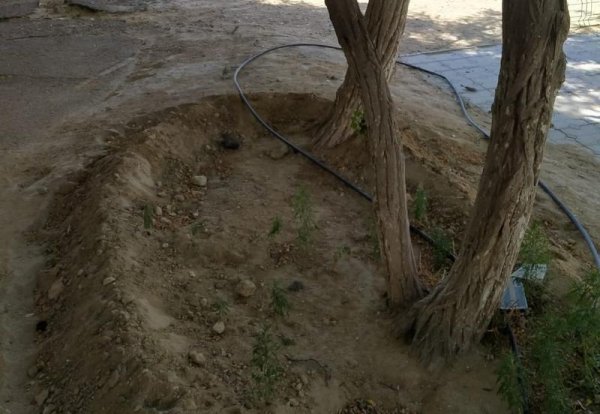 С начала лета деревья в Актау поливали лишь один раз