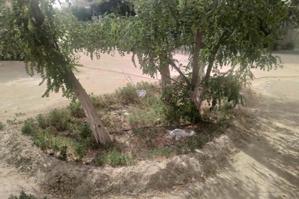 С начала лета деревья в Актау поливали лишь один раз