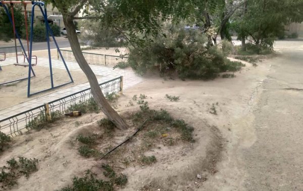 С начала лета деревья в Актау поливали лишь один раз