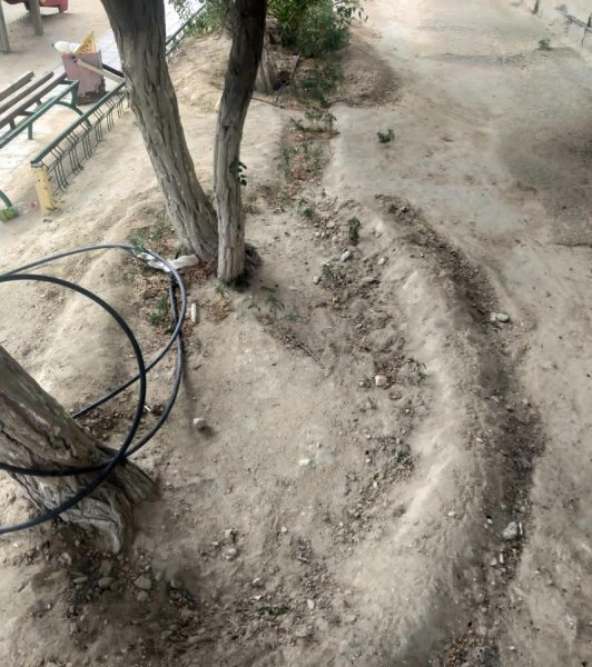 С начала лета деревья в Актау поливали лишь один раз