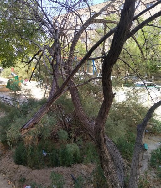 С начала лета деревья в Актау поливали лишь один раз