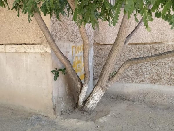 С начала лета деревья в Актау поливали лишь один раз