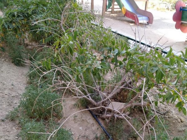 С начала лета деревья в Актау поливали лишь один раз