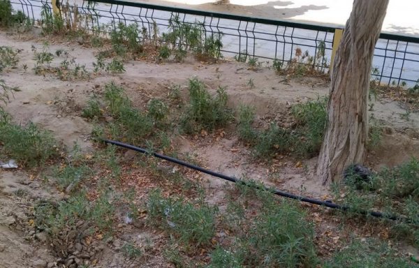 С начала лета деревья в Актау поливали лишь один раз