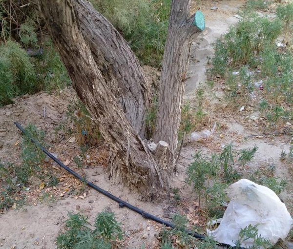 С начала лета деревья в Актау поливали лишь один раз