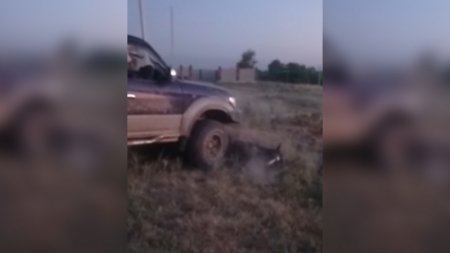 В Алматы мужчина на джипе умышленно задавил лошадь после ссоры с соседями