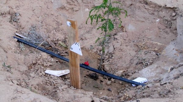 Таблички с именами героев ВОВ разломали, и саженцы засохли в парке в Актау