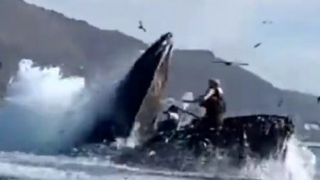 Горбатый кит проглотил двух туристок у берегов Калифорнии 