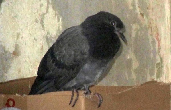 Кто может помочь голубю с подбитым крылышком