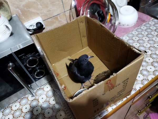 Кто может помочь голубю с подбитым крылышком