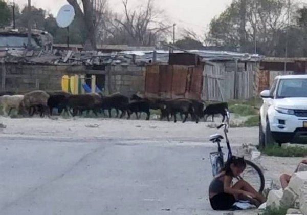 Вонь, мухи и собаки: Отгородить от домов загоны для скота попросили жители пригорода Актау
