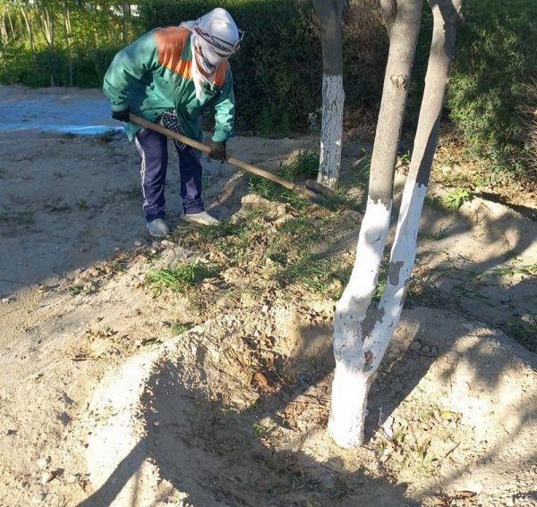 Полив отложили из-за прошедшего дождя в Актау