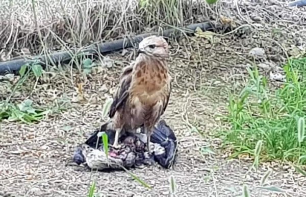 Хищную птицу напоил водой житель Актау
