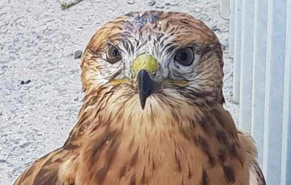 Хищную птицу напоил водой житель Актау