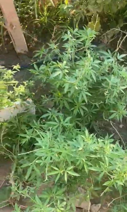 Житель Бейнеу выращивал во дворе дома коноплю