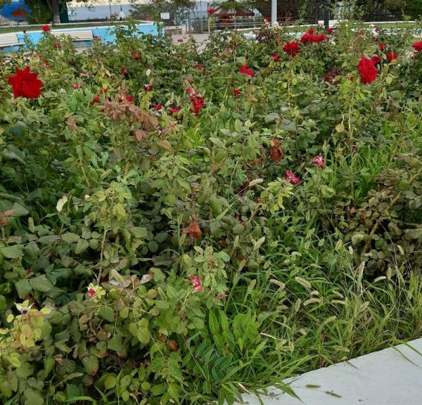 Розы дичают, сорняк колосится на клумбах спуска к морю в Актау