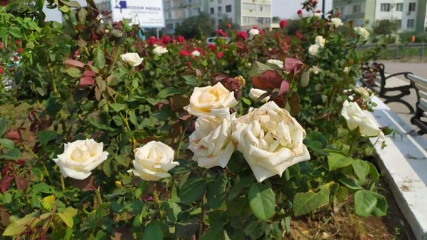 Розы дичают, сорняк колосится на клумбах спуска к морю в Актау