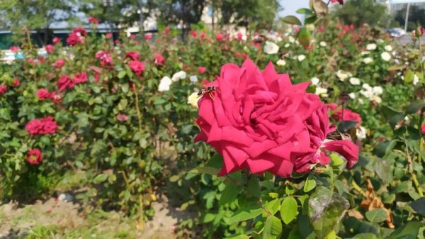 Розы дичают, сорняк колосится на клумбах спуска к морю в Актау