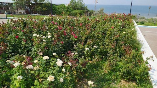 Розы дичают, сорняк колосится на клумбах спуска к морю в Актау