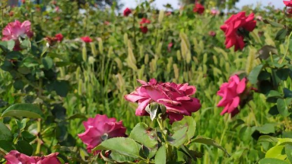 Розы дичают, сорняк колосится на клумбах спуска к морю в Актау