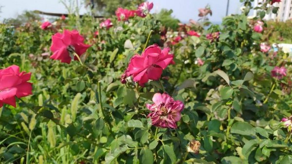 Розы дичают, сорняк колосится на клумбах спуска к морю в Актау