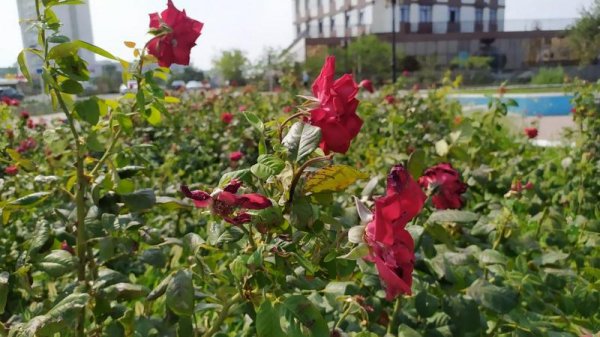 Розы дичают, сорняк колосится на клумбах спуска к морю в Актау