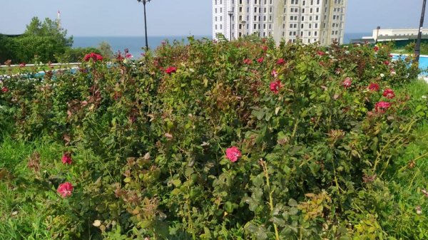 Розы дичают, сорняк колосится на клумбах спуска к морю в Актау
