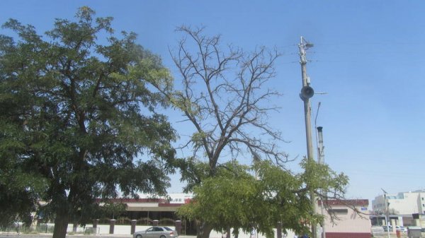 Непрофессионализмом назвали обрезку сухостоя в центре Актау