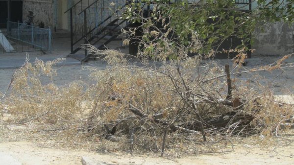 Непрофессионализмом назвали обрезку сухостоя в центре Актау