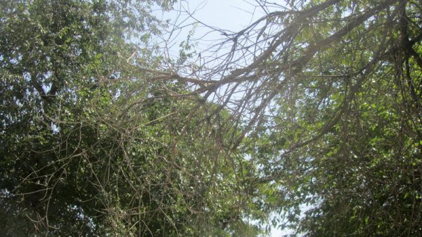 Непрофессионализмом назвали обрезку сухостоя в центре Актау