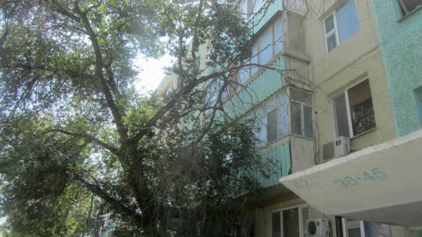 Непрофессионализмом назвали обрезку сухостоя в центре Актау