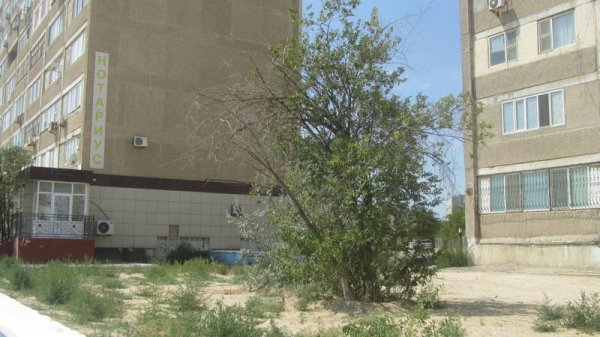 Непрофессионализмом назвали обрезку сухостоя в центре Актау