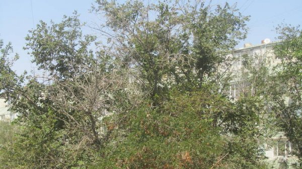 Непрофессионализмом назвали обрезку сухостоя в центре Актау