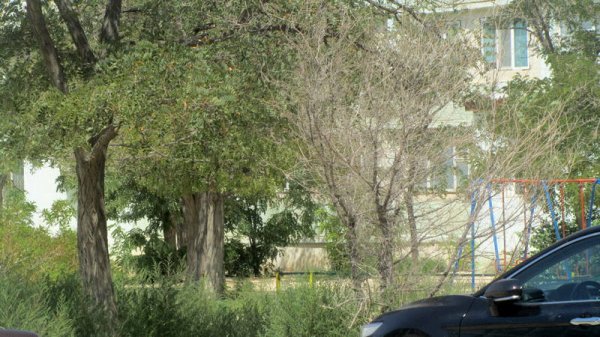 Непрофессионализмом назвали обрезку сухостоя в центре Актау