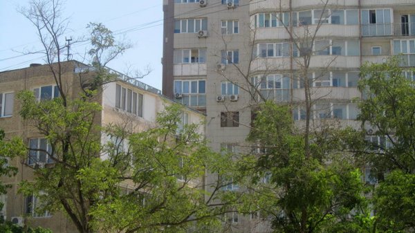 Непрофессионализмом назвали обрезку сухостоя в центре Актау