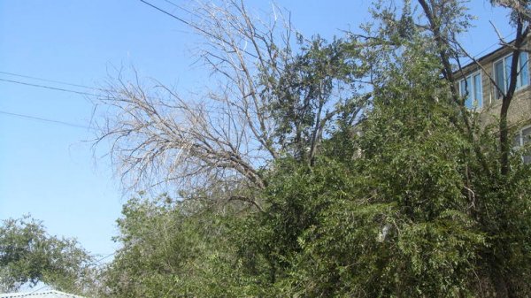 Непрофессионализмом назвали обрезку сухостоя в центре Актау