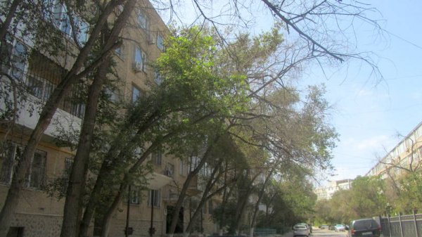 Непрофессионализмом назвали обрезку сухостоя в центре Актау
