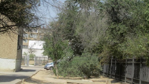 Непрофессионализмом назвали обрезку сухостоя в центре Актау